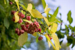 bloemen van euonymus op een tak tegen gebladerte foto