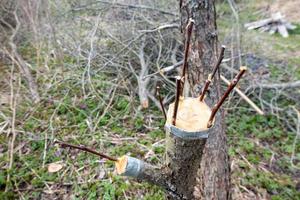 geënte fruitboom in een boomgaard foto