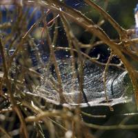 spinnenweb op de struiken in het groene bos. foto