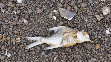 vissen sterven aan het milieubeschermingsconcept van afvalwater foto