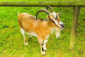 jonge schattige geit met hoorns gewei boerderij in bremerhaven duitsland. foto