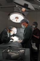 dierenarts die in de operatiekamer werkt met een assistent