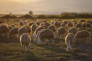 schapenkudde grazen bij zonsondergang foto
