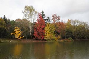 bos en meer in de herfst foto