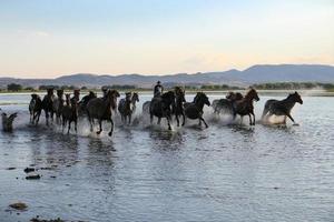 yilki paarden rennen in het water, kayseri, kalkoen foto