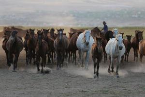 yilki paarden rennen in het veld, kayseri, turkije foto