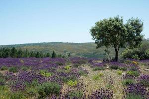 mooi veld met wilde lavendel in bloei. boom aan de rechterkant foto