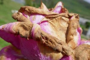 roze verwelkte roos foto