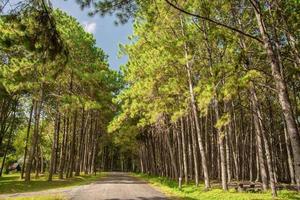 weg in het dennenbos foto