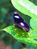 vlinder op blad foto