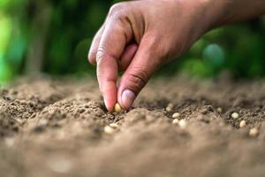 hand sojazaad planten in de moestuin. landbouw concept foto