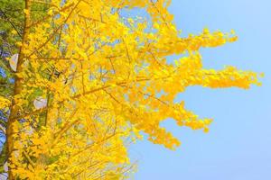 gele ginkgo biloba-bladeren in de herfst op hemelachtergrond foto