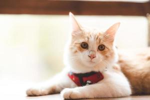 huisdier portret van schattige bruine kat op tafel café, mooie witte vacht kitten zoogdier dier achtergrond concept, schattig pluizig gezicht en mooie ogen tabby foto