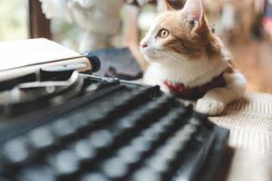 huisdier portret van schattige bruine kat op tafel café, mooie witte vacht kitten zoogdier dier achtergrond concept, schattig pluizig gezicht en mooie ogen tabby foto