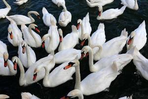 grote witte zwanen leven op een zoetwatermeer foto