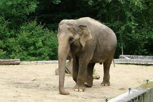 een olifant is een groot zoogdier met een lange slurf dat in een dierentuin leeft. foto