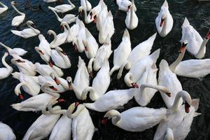grote witte zwanen leven op een zoetwatermeer foto