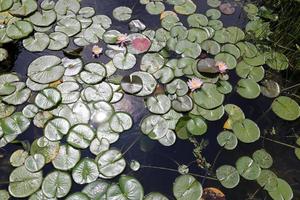 volstromende Donau in de Oostenrijkse hoofdstad Wenen foto