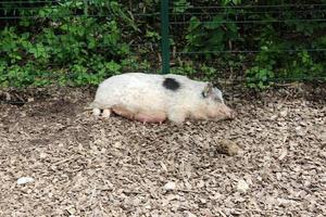 vetgemest varken op een varkensbedrijf foto