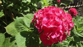 fel roze mooie bloemen met bladeren foto