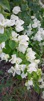 prachtige bougenville bloemen met wit en groen blad foto
