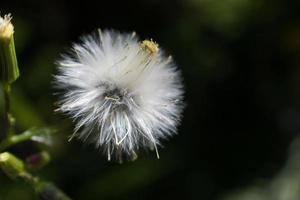 witte paardebloem zaad pod in de zon op donkere achtergrond foto