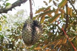 durians op de durian-boom in een biologische durian-boomgaard. foto