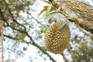 durians op de durian-boom in een biologische durian-boomgaard. foto