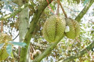 durians op de durian-boom in een biologische durian-boomgaard. foto