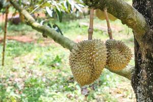 durians op de durian-boom in een biologische durian-boomgaard. foto