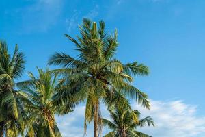 prachtige groene kokospalmenplantage foto