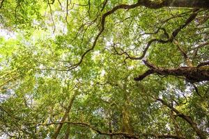 hoge boom in de jungle schilderachtig uitzicht op groene boom groot in het bos foto