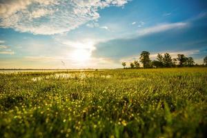 waterdruppel dauw op groene grasweide in de ochtend met zonlicht heldere dag blauwe hemelachtergrond foto