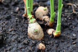 gemberwortel op de grond, natuur gemberplant boom cultiveren planten op aarde, gember kweken foto