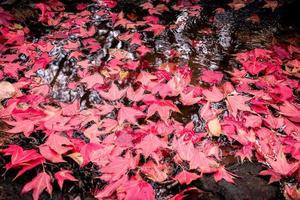 bladeren rode esdoorn op waterstroom bladkleurverandering herfstbos foto