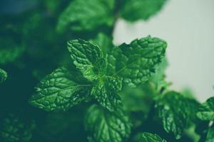 muntblad in de tuin achtergrond, verse muntblaadjes in een natuur groene kruiden of groenten eten pepermunt foto