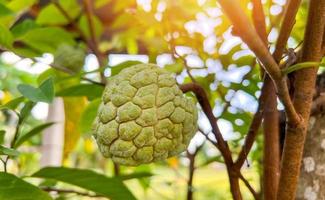 custardappel, suikerappelfruit aan de boom in de zomer - sweetsop foto