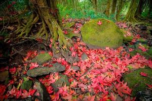 laat rode esdoorn op de rots in de waterstroom met groen mos bladkleurverandering herfstbos foto