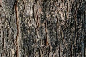 natuurlijke textuur van boomschors foto