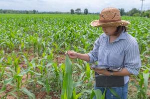 vrouwelijke boer die op een maïsboerderij werkt, verzamelt gegevens over de groei van maïsplanten, ze houdt een tablet-touchpadcomputer vast foto