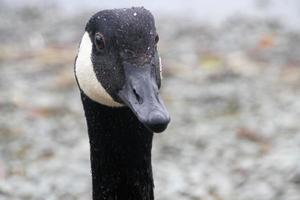 een close up van een Canadese gans foto