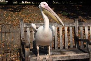 een close up van een pelikaan in londen foto