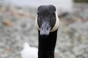 een close up van een Canadese gans foto