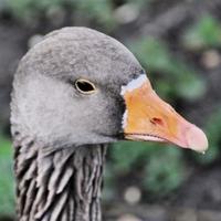 een close up van een grauwe gans foto