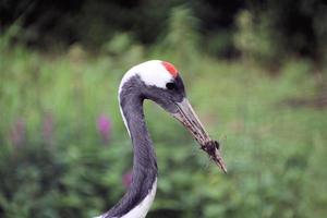 een close-up van een kraanvogel met een rode kroon foto