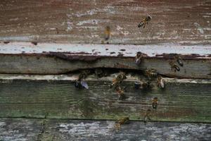 een zicht op enkele bijen rond een korf foto