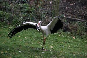 een close-up van een witte ooievaar in het natuurreservaat Martin Mere foto