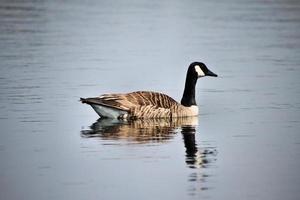 uitzicht op een Canadese gans foto