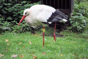 een close-up van een witte ooievaar in het natuurreservaat Martin Mere foto