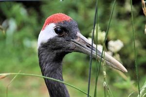 een close-up van een kraanvogel met een rode kroon foto